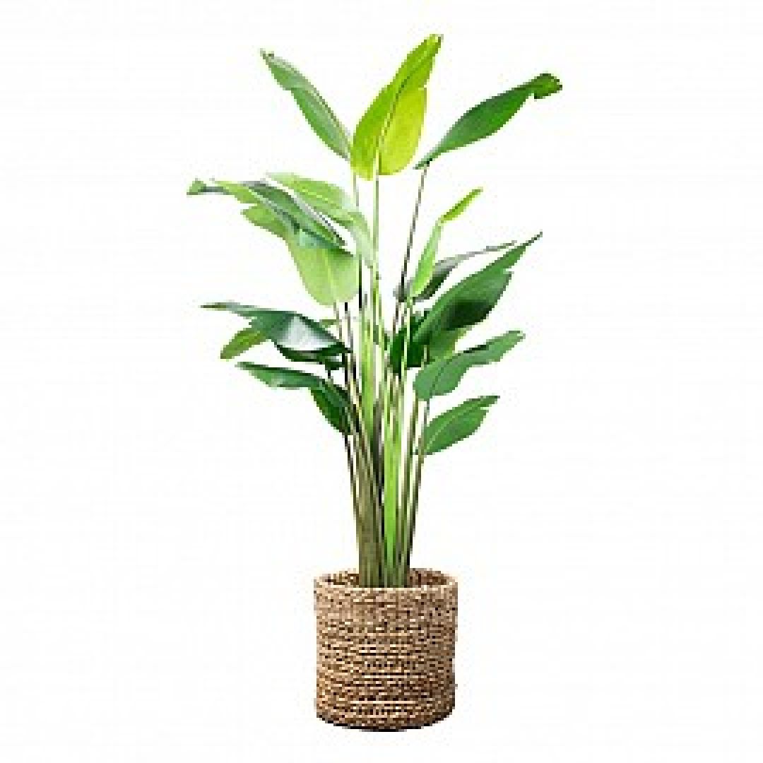 planta-artificial-xxl-18-hojas-altura-236-cm-2130