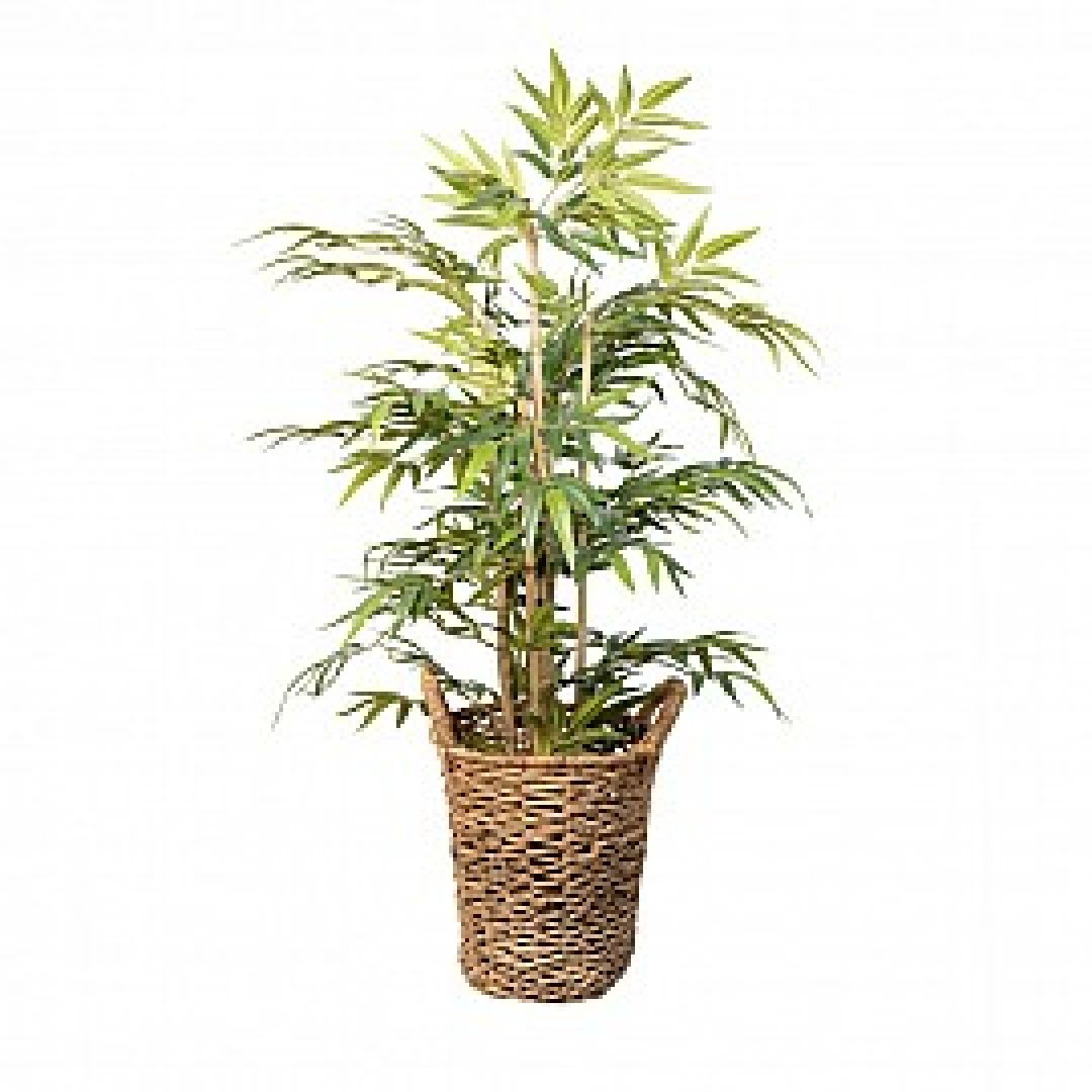 planta-bambu-altura-120-cm-2131