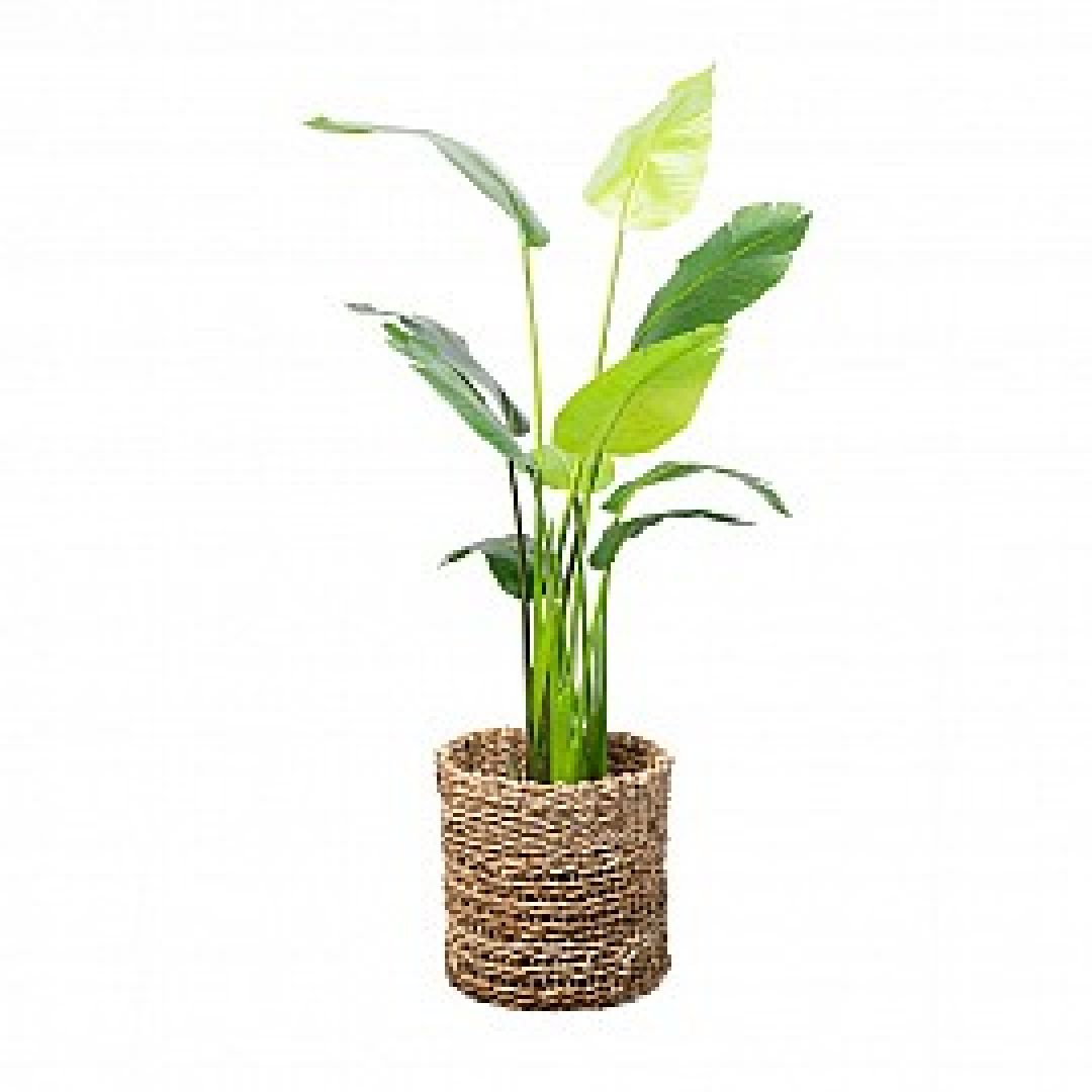 planta-xl10-hojasaltura-150-cm-2132